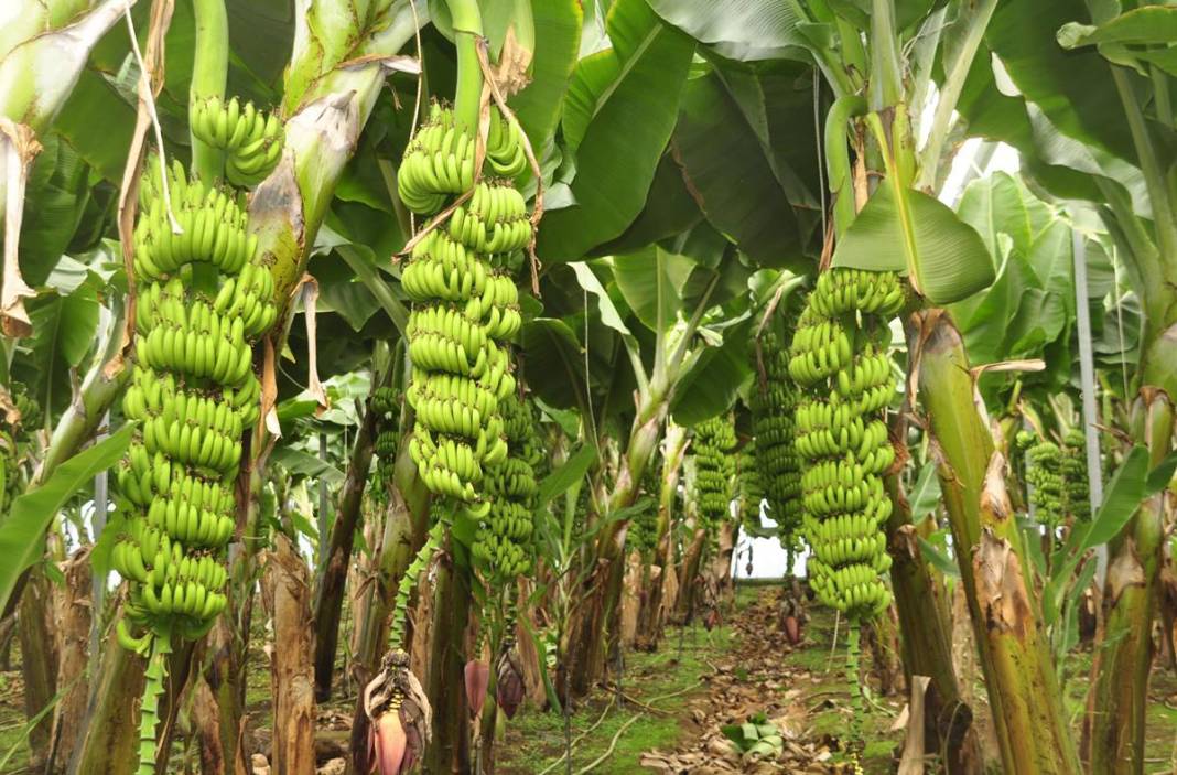 Bu meyvelerin üretimi derhal durdurulmalı: Türkiye'yi felakete sürüklüyor! Hiç kimse farkında değil, tehlike kapıda 12